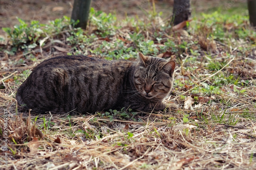 street cat crouching on side street in park. street cat crouching on side street in park.