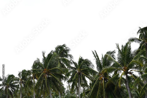 Palm Tree Plant Used for editing On a white background