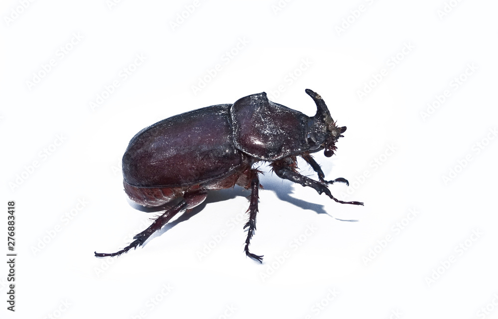 Brown rhinoceros beetle on a white background close-up Brown rhinoceros beetle on a white background close-up