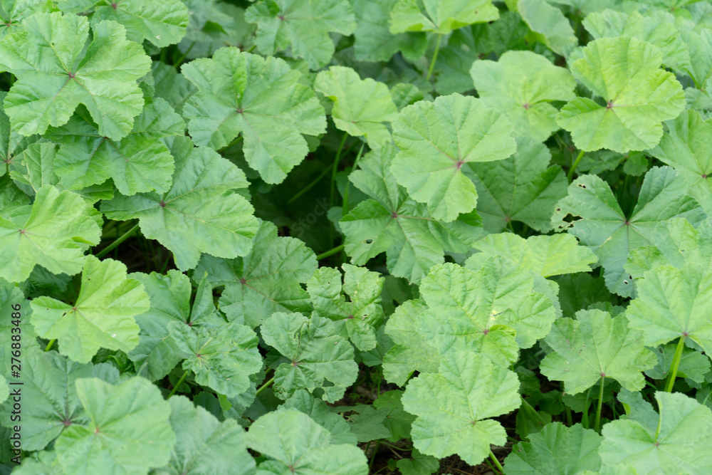 Wild cheeseweed or mallow (malva sylvestris) leaves Wild cheeseweed or mallow (malva sylvestris) leaves