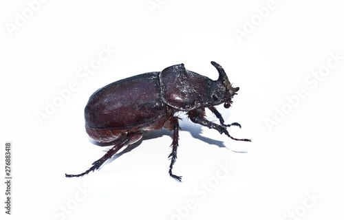 Brown rhinoceros beetle on a white background close-up © Firefly