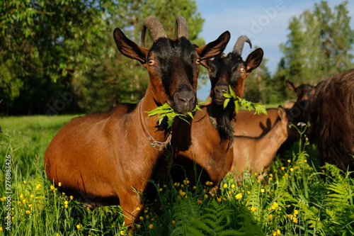 thoroughbred goats eating  at the goats farm  photo