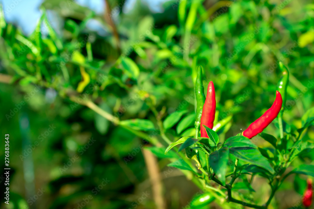 Red and green ripe chillies in plant garden with sunlight. Red and green ripe chillies in plant garden with sunlight.