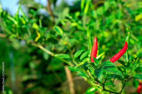 Red and green ripe chillies in plant garden with sunlight.