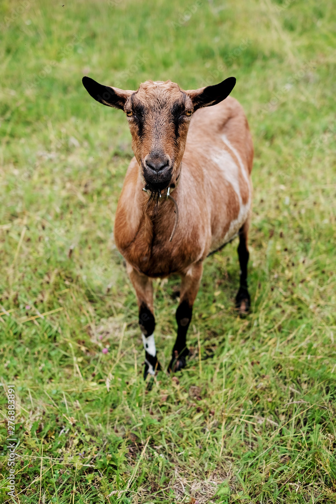 thoroughbred goats eating at the goats farm thoroughbred goats eating at the goats farm