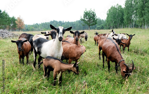 thoroughbred goats eating  at the goats farm 