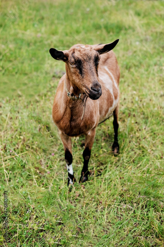Fototapeta Naklejka Na Ścianę i Meble -  thoroughbred goats eating  at the goats farm 