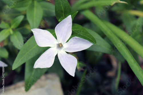 Stella floreale di Gelsomino bianco con verde
