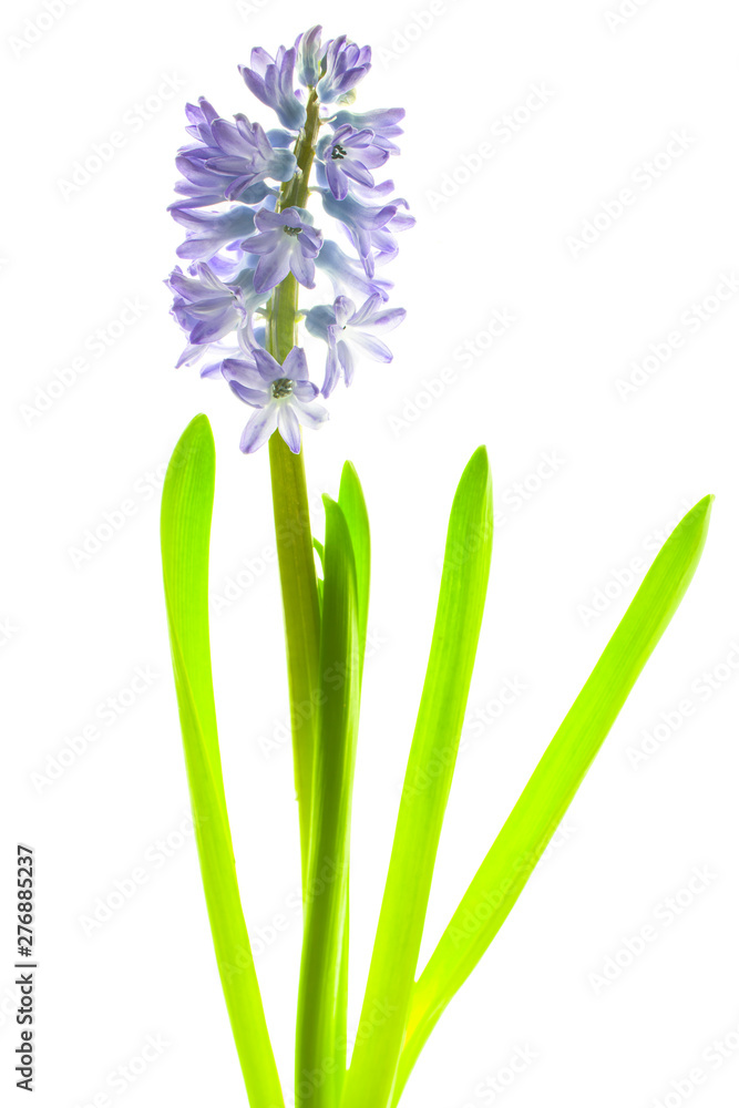 Fototapeta premium hyacinth