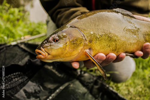 Tench in hand