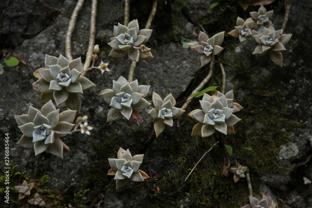 多肉植物星型stock Photo Adobe Stock