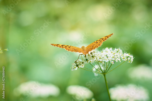 dragonfly on flower