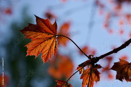 red maple leaves on a background of blue sky