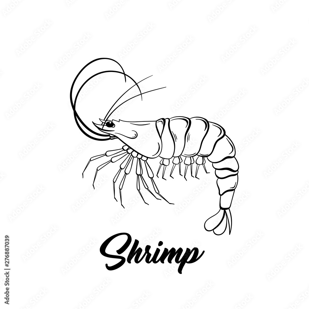 Obraz premium Shrimp black and white vector illustration. Marine life hand drawn monochrome sketch. Crustacean animal engraving. Seafood restaurant logo. Fresh prawns store poster, banner design element