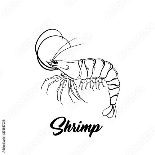 Shrimp black and white vector illustration. Marine life hand drawn monochrome sketch. Crustacean animal engraving. Seafood restaurant logo. Fresh prawns store poster, banner design element