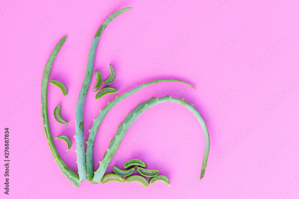 Medicinal plant aloe vera on a pink background Medicinal plant aloe vera on a pink background