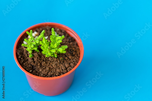 Succulent house plant small sprouts on a blue background