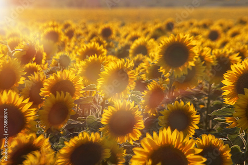 Sunflowers. Yellow or sunny flower. Fields of sunflower at sunset. Against the background of blue sky and clouds. Selective focus, close-up, copy space.