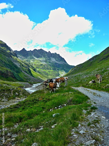 Austrian Alps-view on the cows in valley Ochsental photo