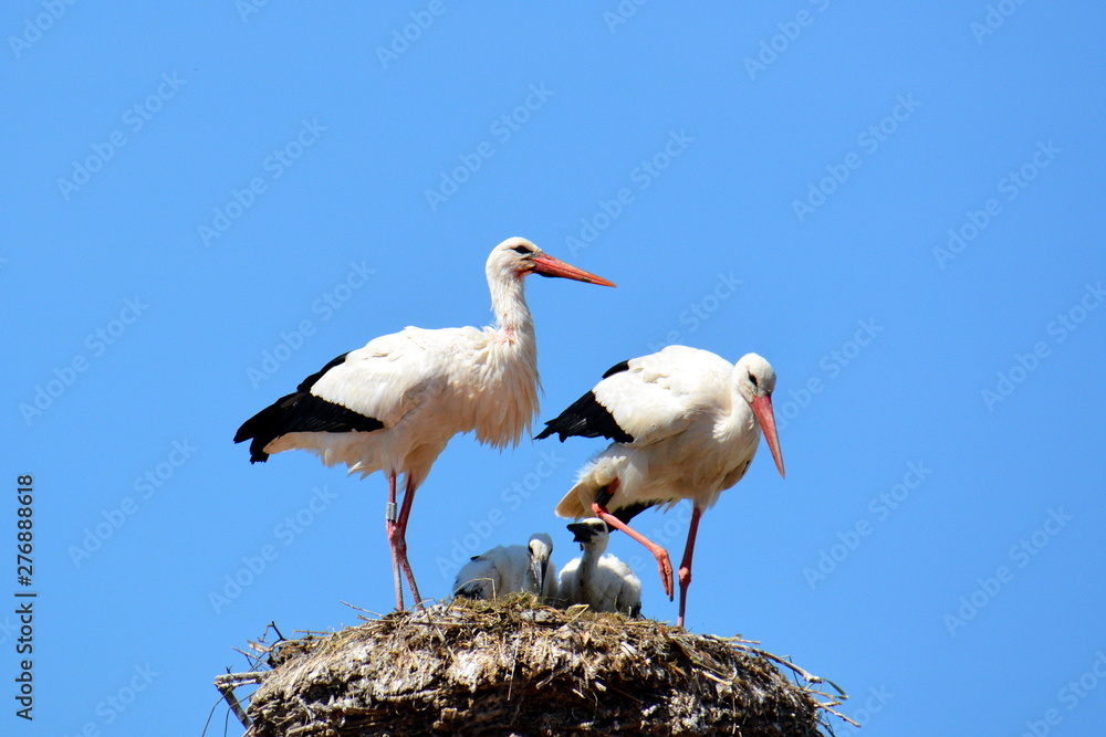 Fototapeta premium Familie Storch