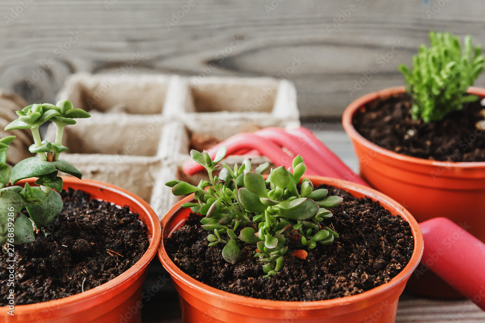 Preparing for spring to transplant plants. Pot, shovel, succulents Preparing for spring to transplant plants. Pot, shovel, succulents