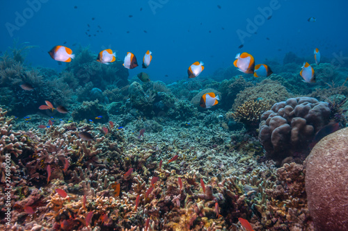 Fototapeta Naklejka Na Ścianę i Meble -  Coral reef South Pacific