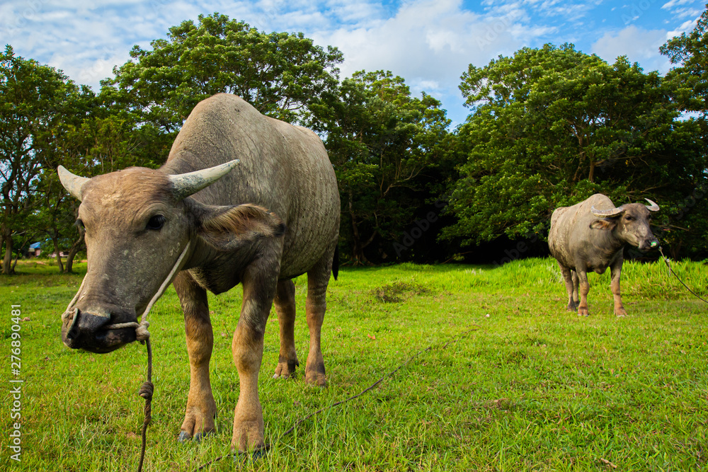 Fototapeta premium Thai buffalo is grown in bright green fields, at Phuket, Thailand.