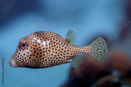 Lactophrys triqueter,smooth trunkfish © John Anderson