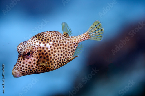 Lactophrys triqueter,smooth trunkfish photo