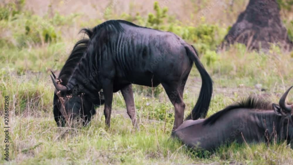 Pair of Wildebeest eating grass, one standing and another sitting down in the Savanna Pair of Wildebeest eating grass, one standing and another sitting down in the Savanna