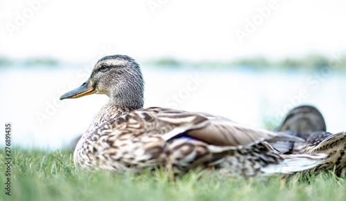 Stockenten am Badesee an einem schönen Sommertag