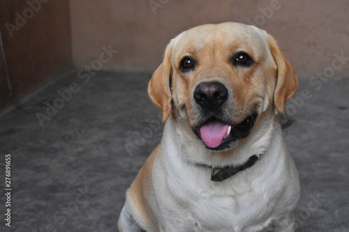 dog with tongue out