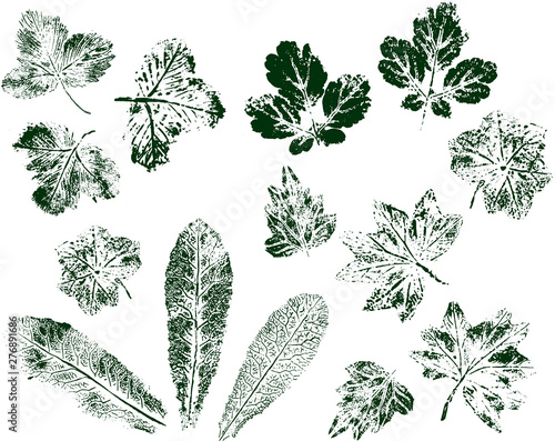 Set of leaf prints isolated on white background. Green stamp ink. Vector.