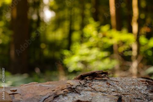 Wallpaper Mural Baumstamm im Wald Torontodigital.ca