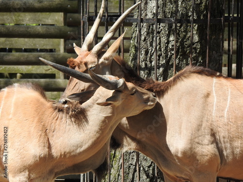 Fototapeta Naklejka Na Ścianę i Meble -  Antelopes