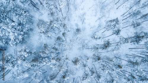 Aerial view of evergreen Christmass pine forest from above. bird s eye  drone shot. amazing natural winter background