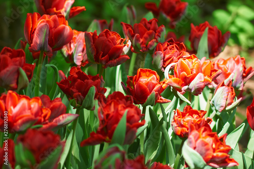 Colorful holiday or birthday background with tulip flowerbed of red color
