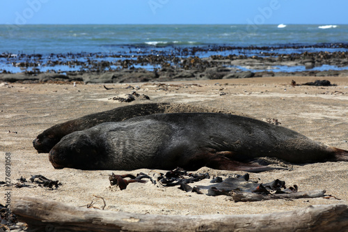 Robben am Strand in Neuseeland