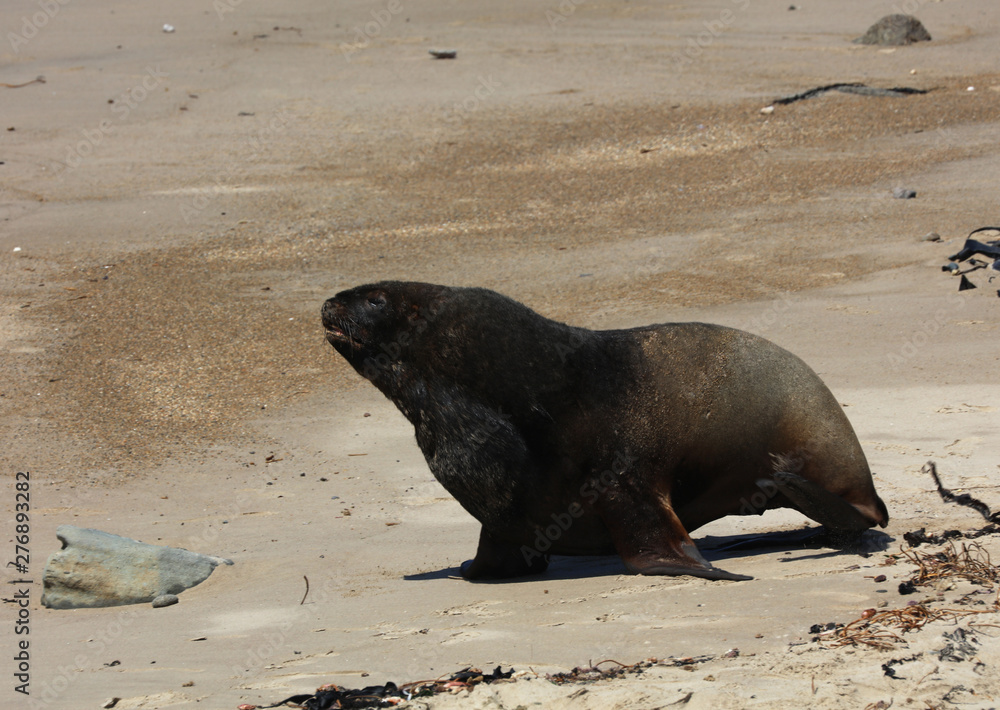 Fototapeta premium Robben am Strand in Neuseeland