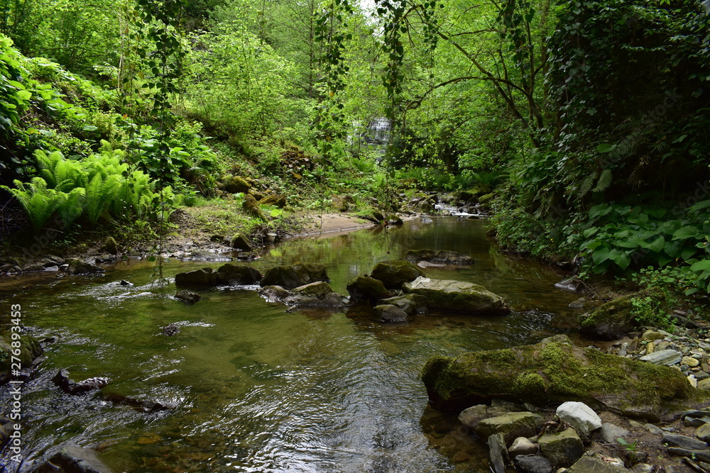 river in the forest