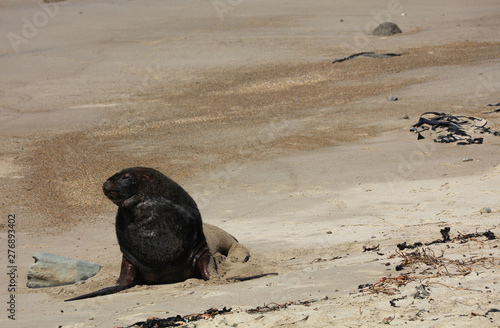 Robben am Strand in Neuseeland photo