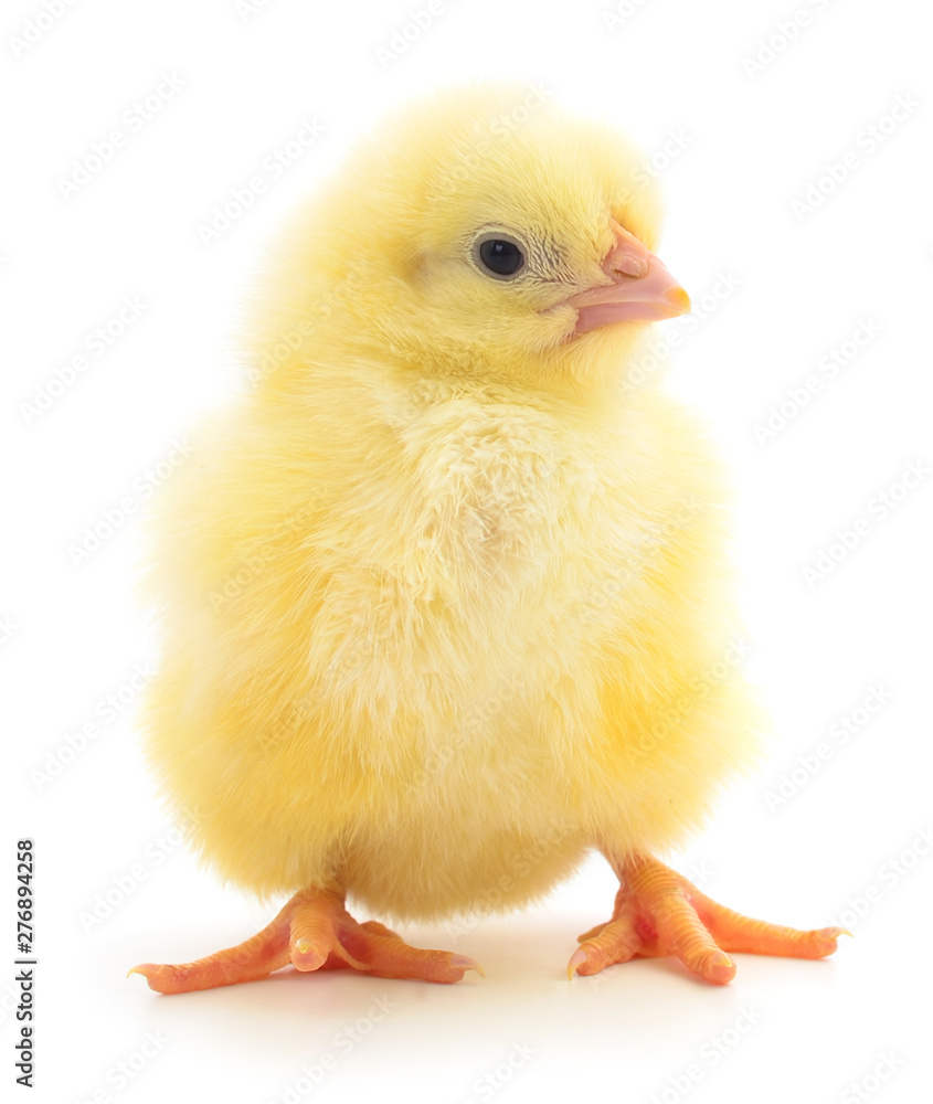 Little chicken isolated. Little chicken isolated.