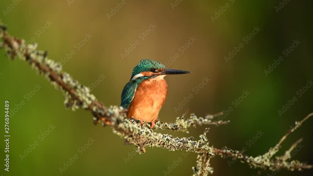 Kingfisher (Alcedo atthis) close up Kingfisher (Alcedo atthis) close up