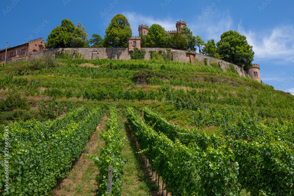 Weinstöcke mit den Burgmauern in Baden-Württemberg