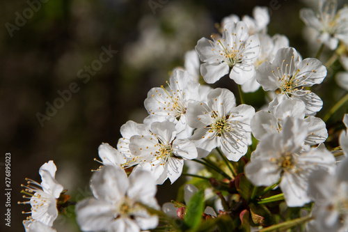 Beautiful white flowers of a blossom cherry tree.