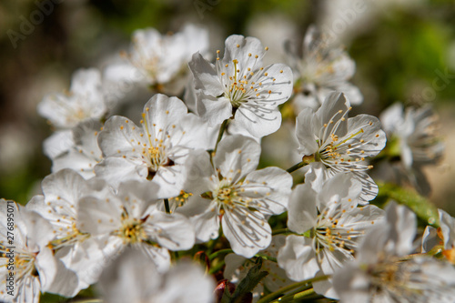 Beautiful white flowers of a blossom cherry tree.