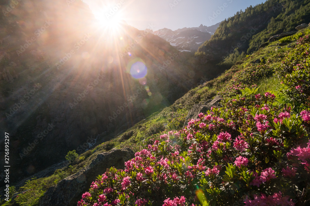 Alpenrosen at sunrise in the swiss alps