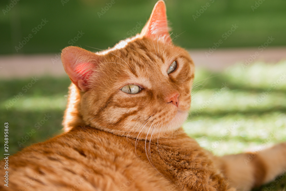 Retrato de gato rubio atigrado con ojos verdes, tumbado en el césped,  mirando a cámara sonriente. foto de Stock | Adobe Stock