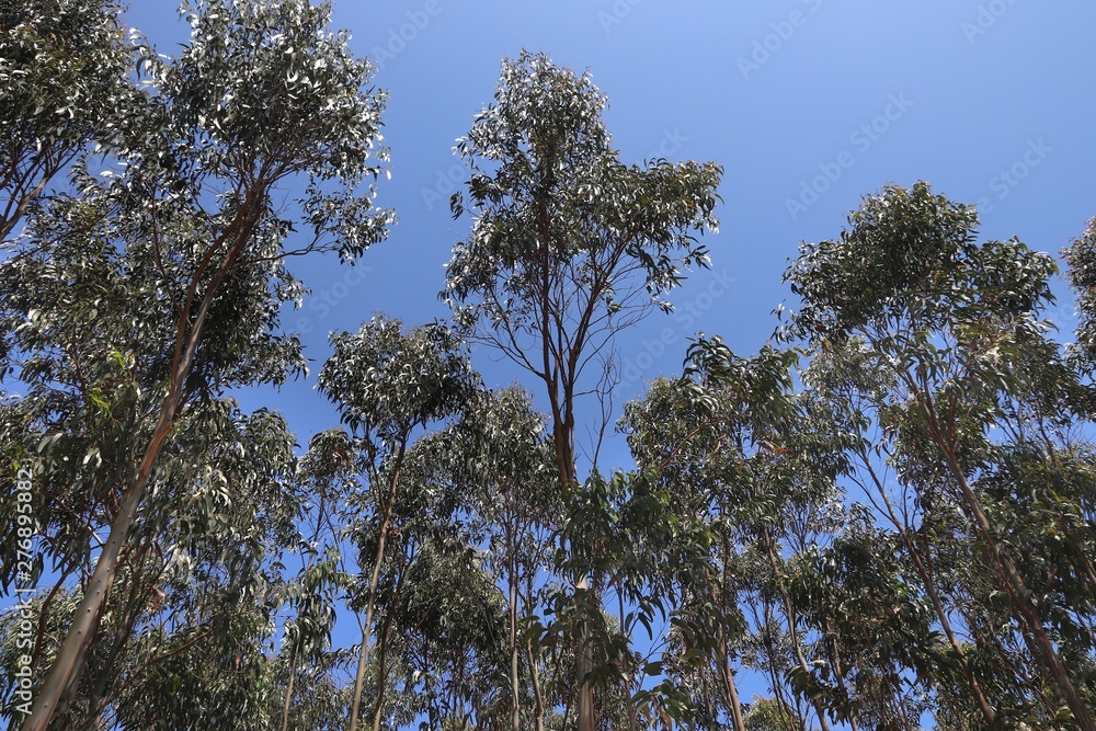 Eucalyptus trees Eucalyptus trees