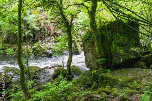 bosque verde húmedo con un río al lado y una gran roca